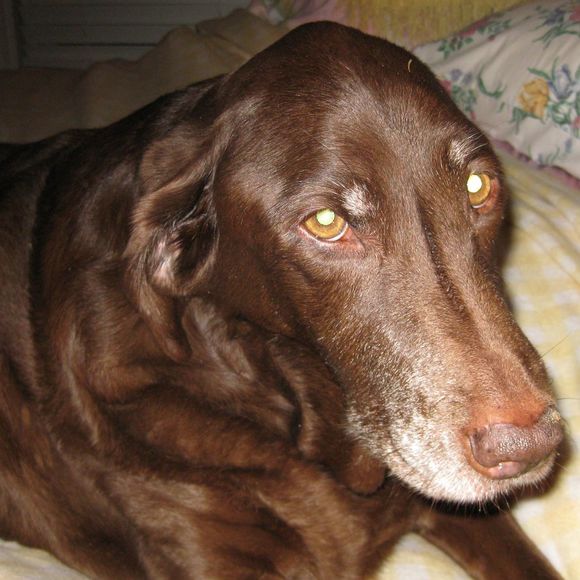 Meet your Posher, Linda - Picture 1 of 1